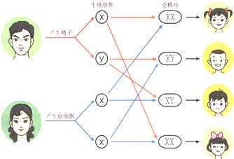 生男生女基因|生男还是生女？其实早已写在了父亲的基因里